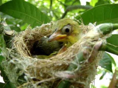 夢到幼鳥|夢見一窩幼鳥什麼預兆